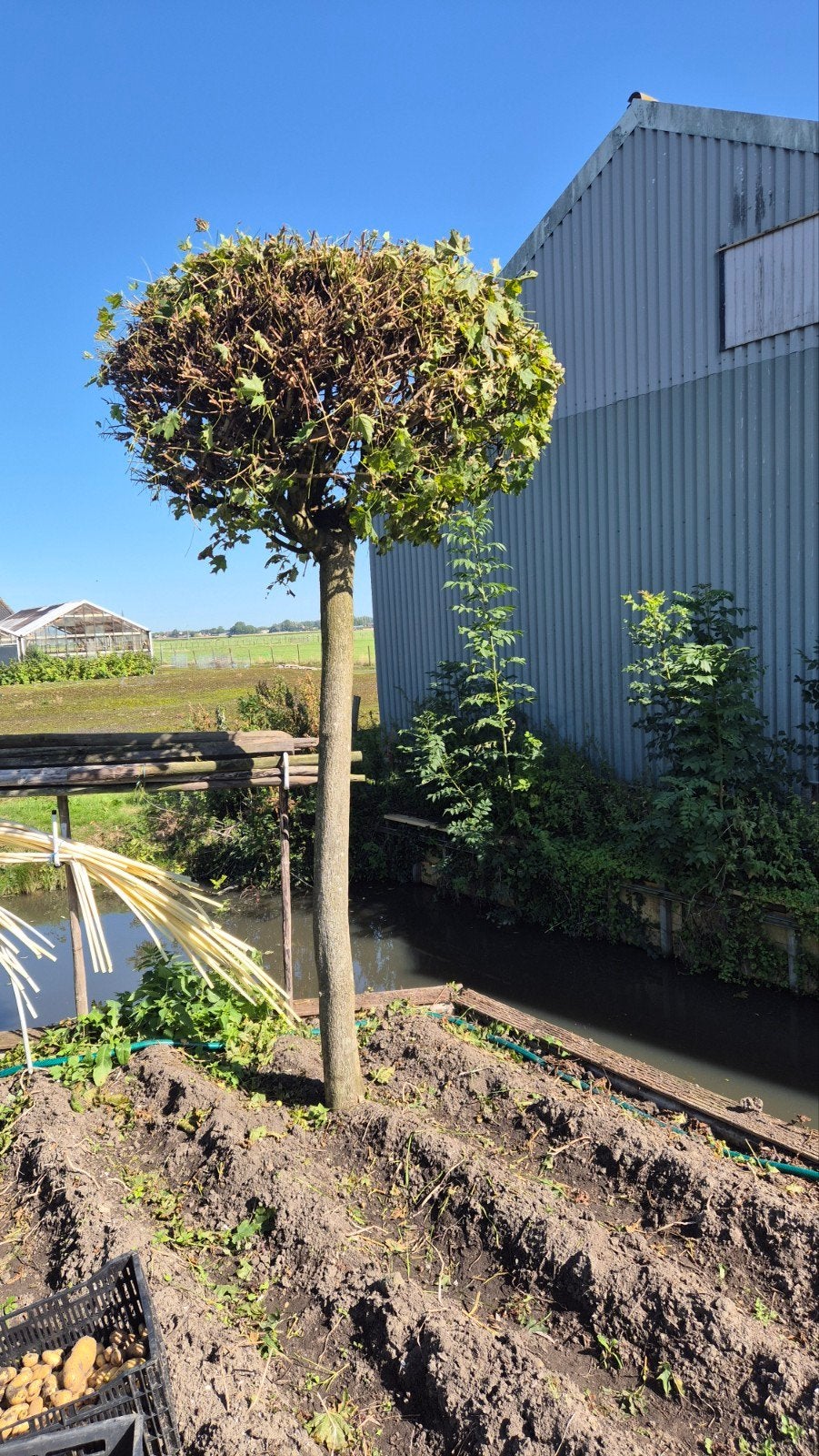 Bol Esdoorn - Prachtige Bolboom, Tuin en Terras, Lente, 250 tot 400 cm, Ophalen, Volle zon