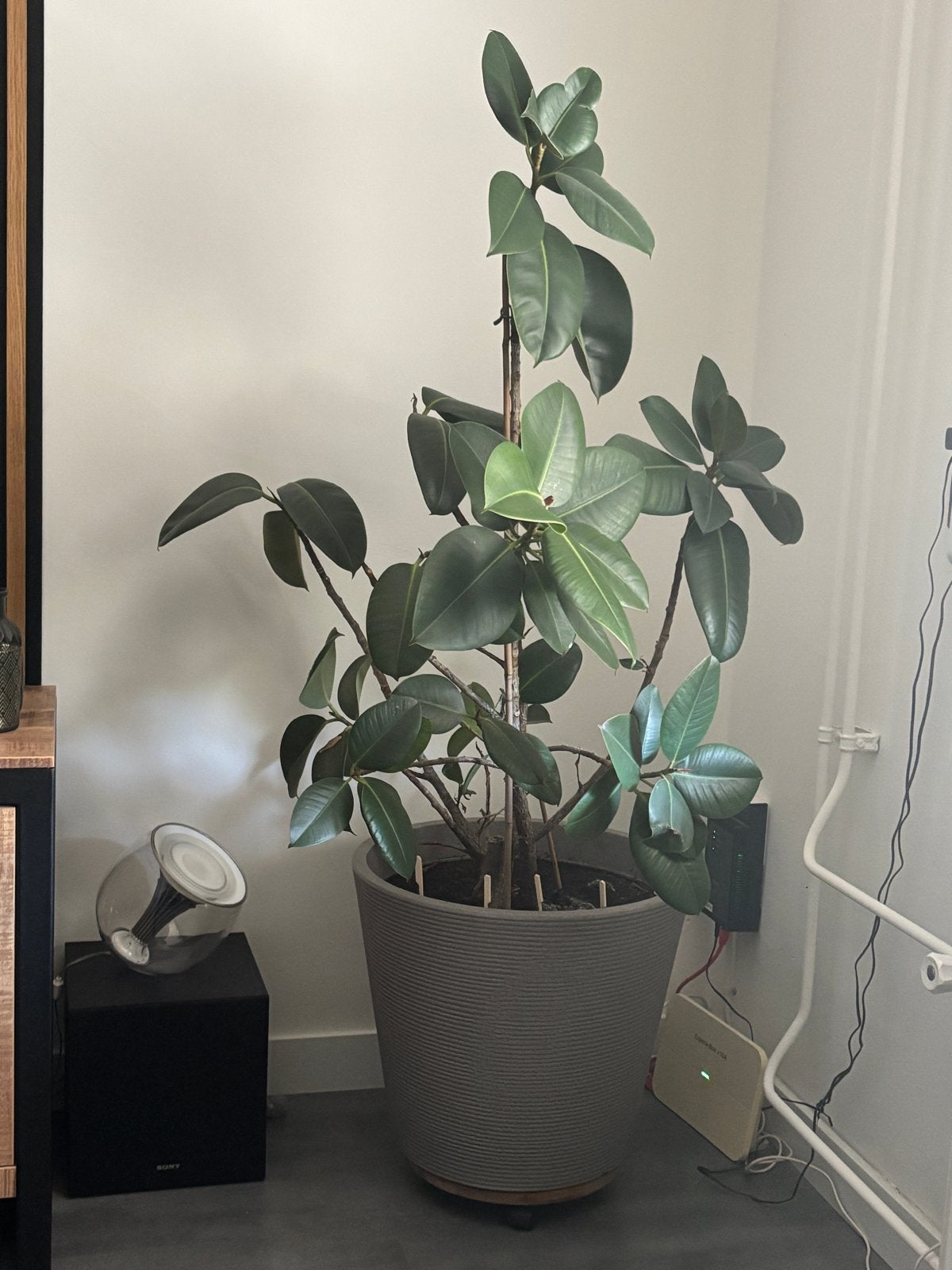 Grote Ficus Elastica (Rubberplant) in pot, Huis en Inrichting, Kamerplanten, Ophalen, Ficus, Halfschaduw, In pot