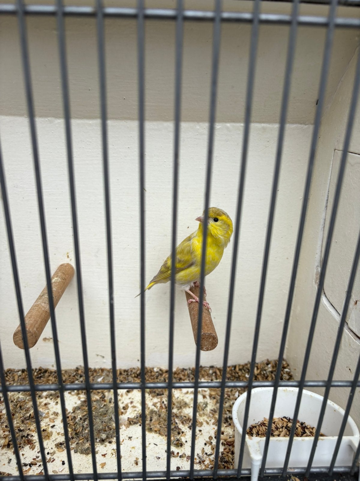Europese sijs man, Dieren en Toebehoren, Mannelijk, Wildzangvogel, Geringd