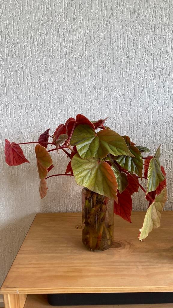 Begonia Oldemor (?) stekken, Ophalen of Verzenden, Halfschaduw, Minder dan 100 cm