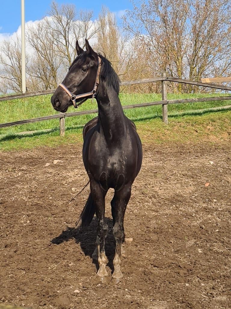 Wil je in 2028 een opvallende verschijning zijn op concours?, Dieren en Toebehoren, Paarden, Merrie, Met stamboom, Dressuurpaard