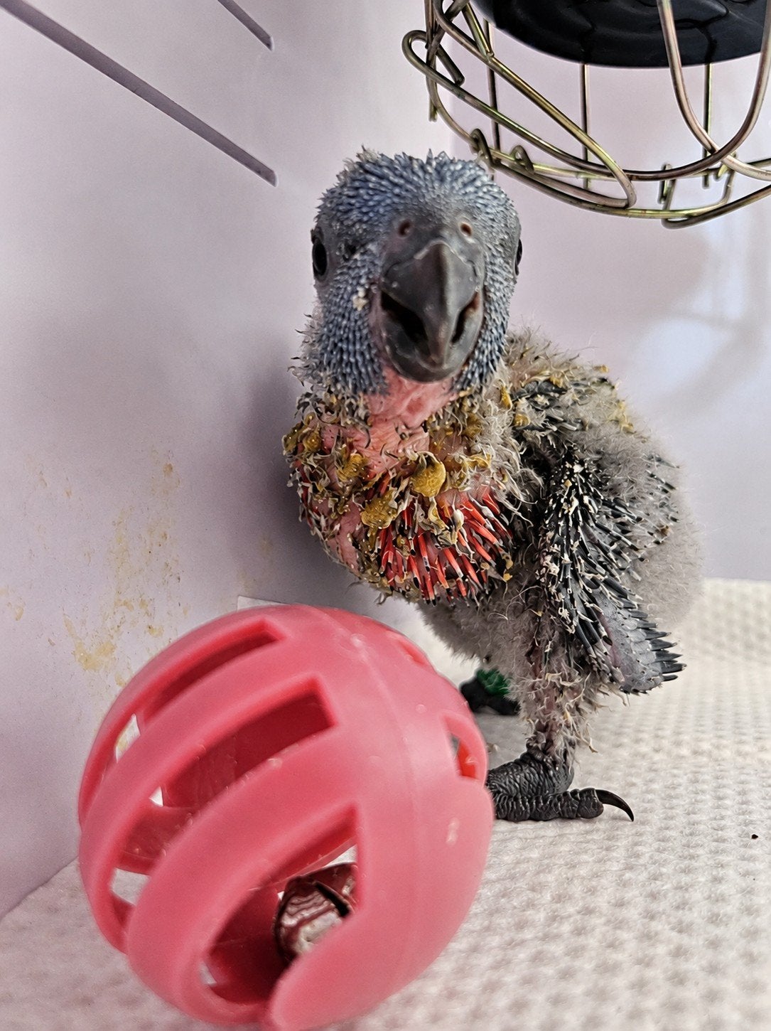 Lori van de blauwe bergen (baby) te koop