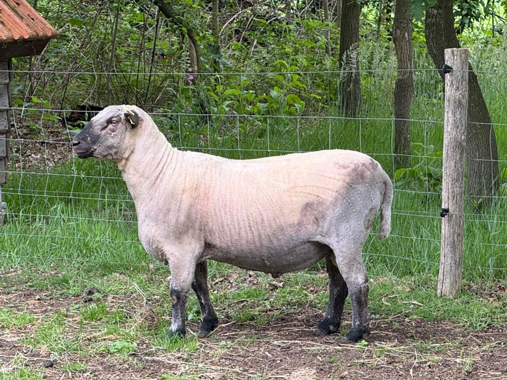 Mooie 2 jarige Shropshire ram te koop – €395, Dieren en Toebehoren, Schapen, Geiten en Varkens, Mannelijk, Schaap
