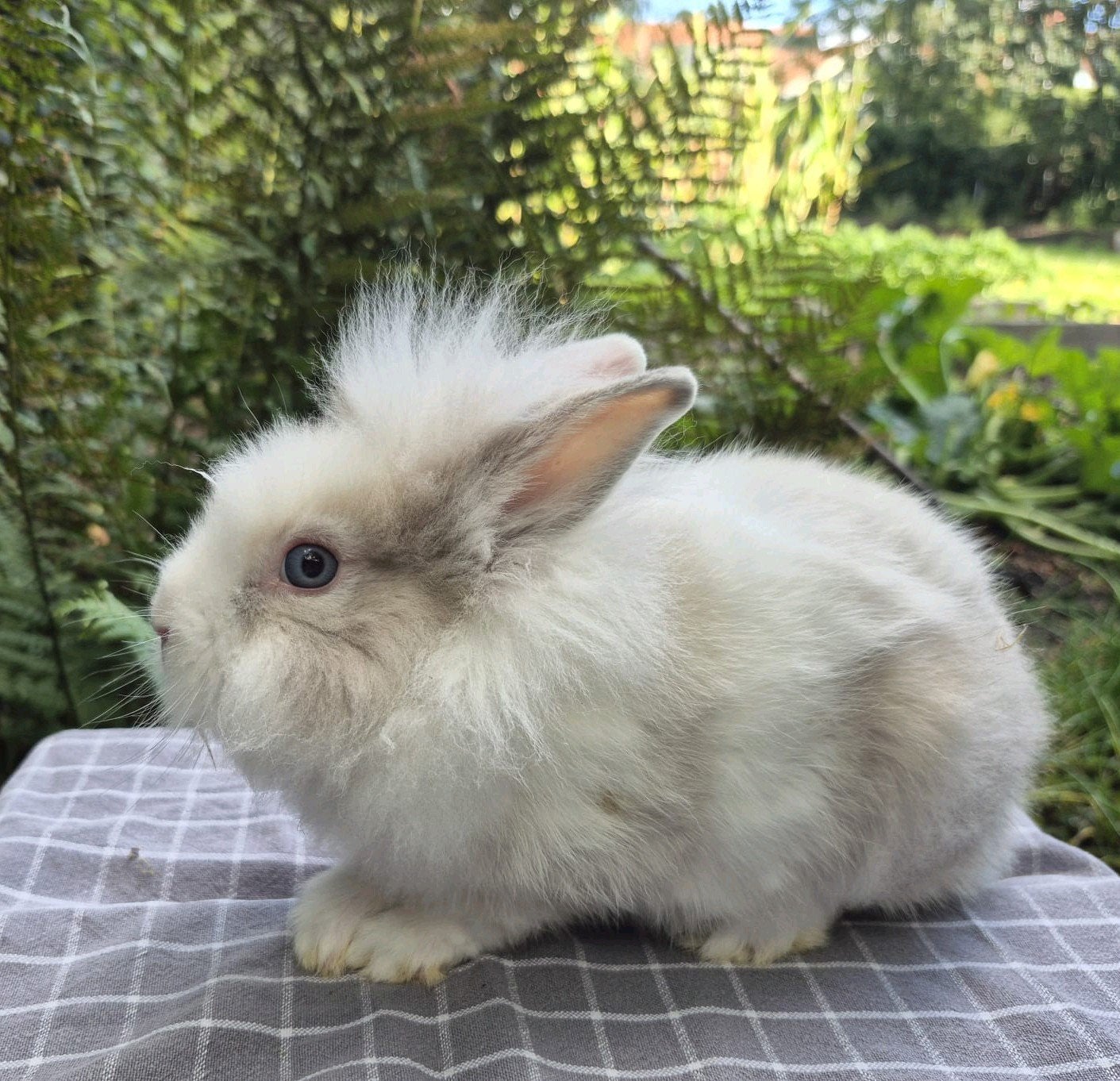 Lieve jonge dwergkonijnen, Dieren en Toebehoren, Meerdere dieren, Dwerg