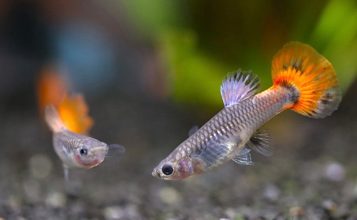 Guppy vrouwtjes., Vis