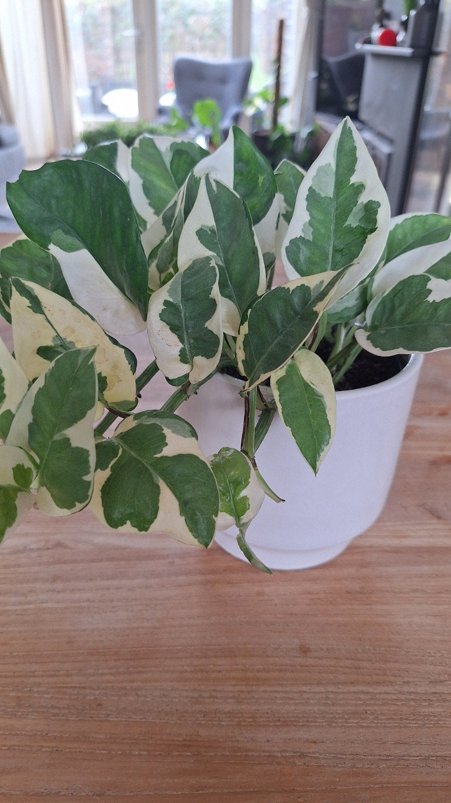 Njoy Pothos - Prachtige Groene Kamerplant, Ophalen