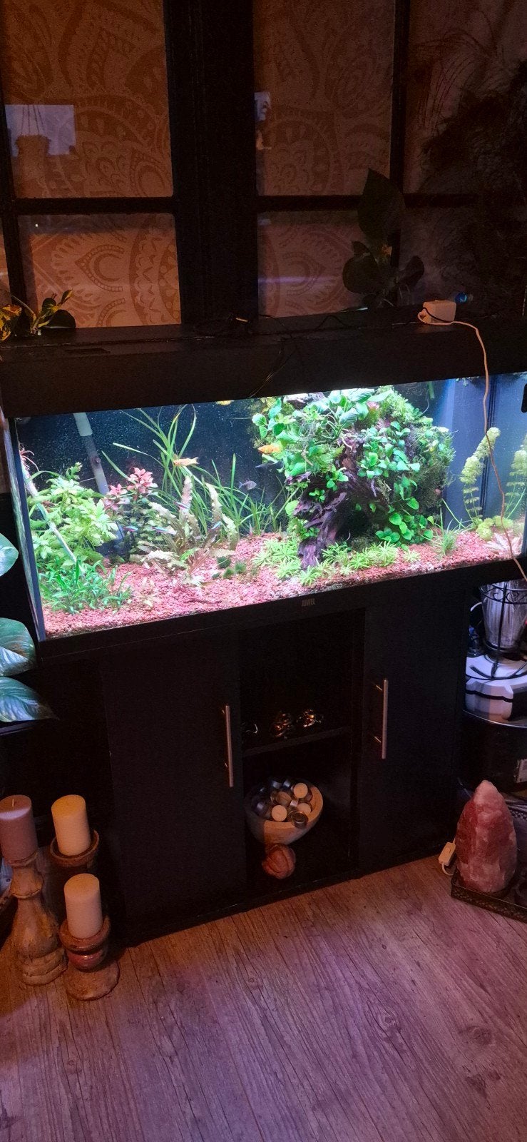 Aquarium 100cm alles erop en eraan, Dieren en Toebehoren, Vissen | Aquaria en Toebehoren, Ophalen, Inclusief vissen, Juwel, Gevuld zoetwateraquarium