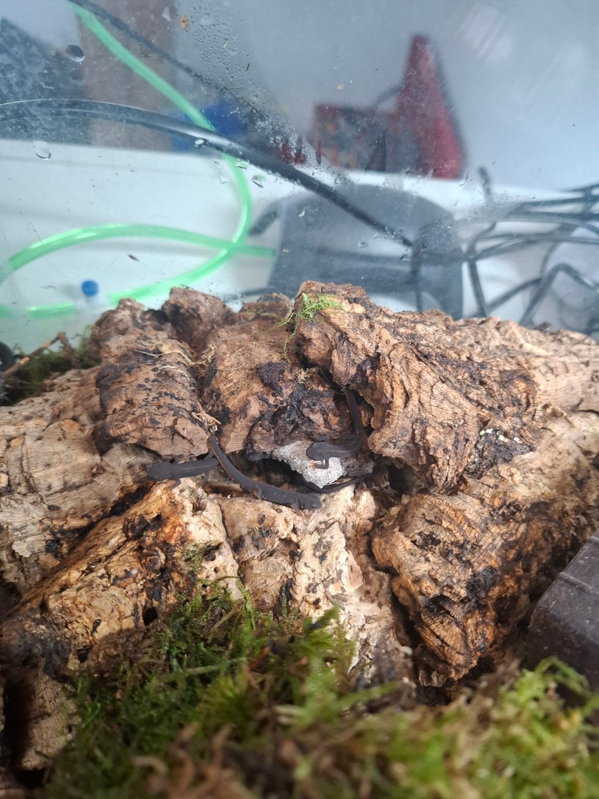 Cynops ensicauda popei, Amfibie, 0 tot 2 jaar
