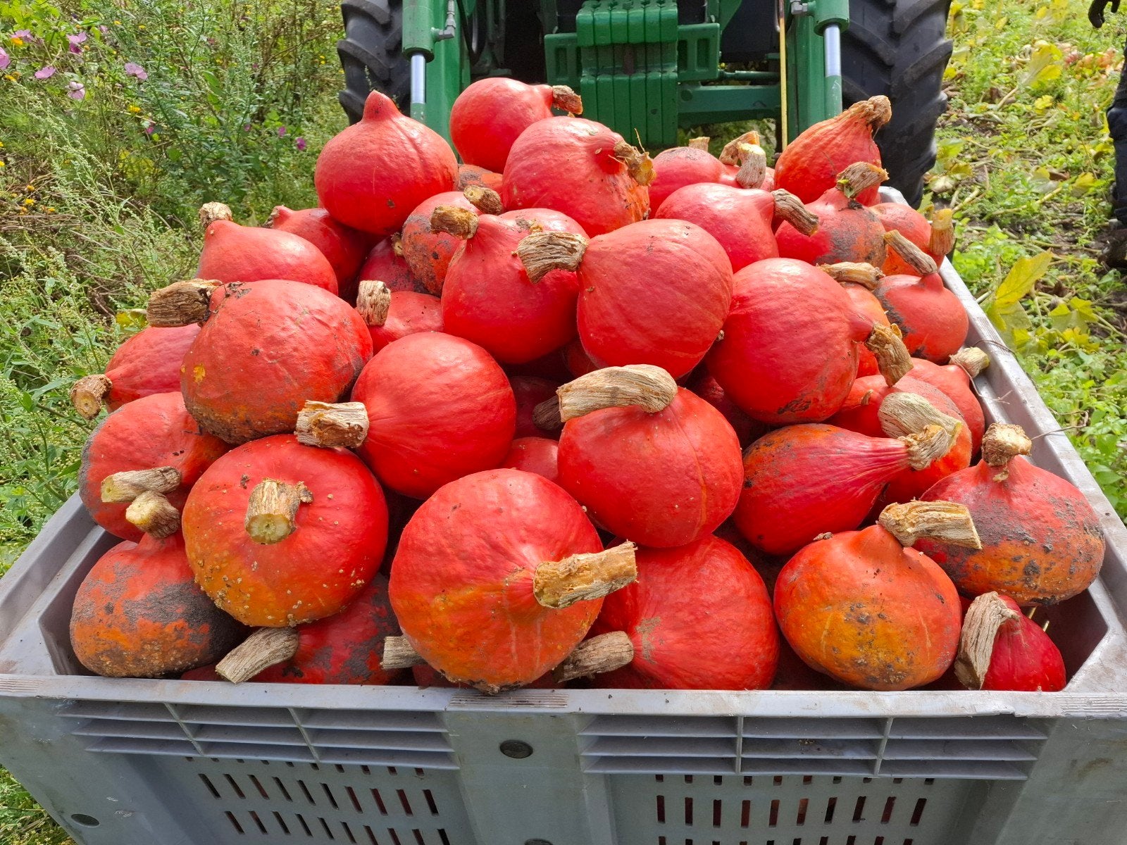 Verse Hokkaido Pompoenen - Direct van het Land, Ophalen