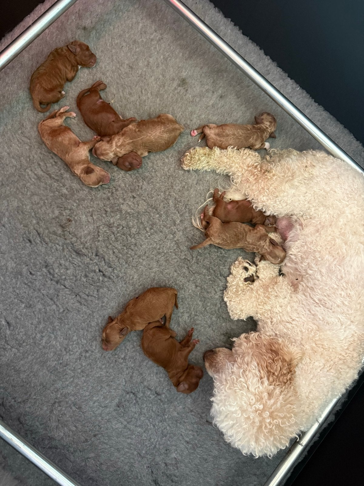 Poedel pups te koop, Parvo, België, Particulier, 8 tot 15 weken