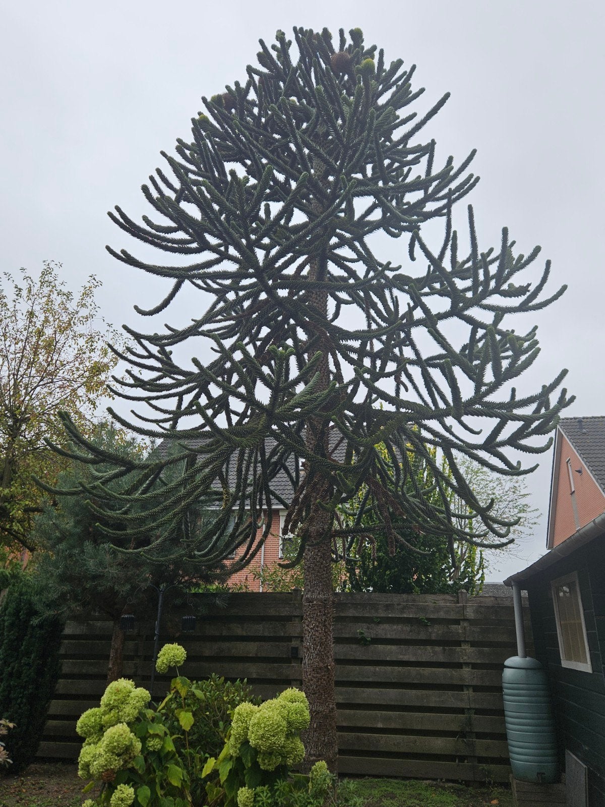 Grote Apen boom (Araucaria araucana) GRATIS, Tuin en Terras, Bloeit niet, Overige soorten, 400 cm of meer, Ophalen