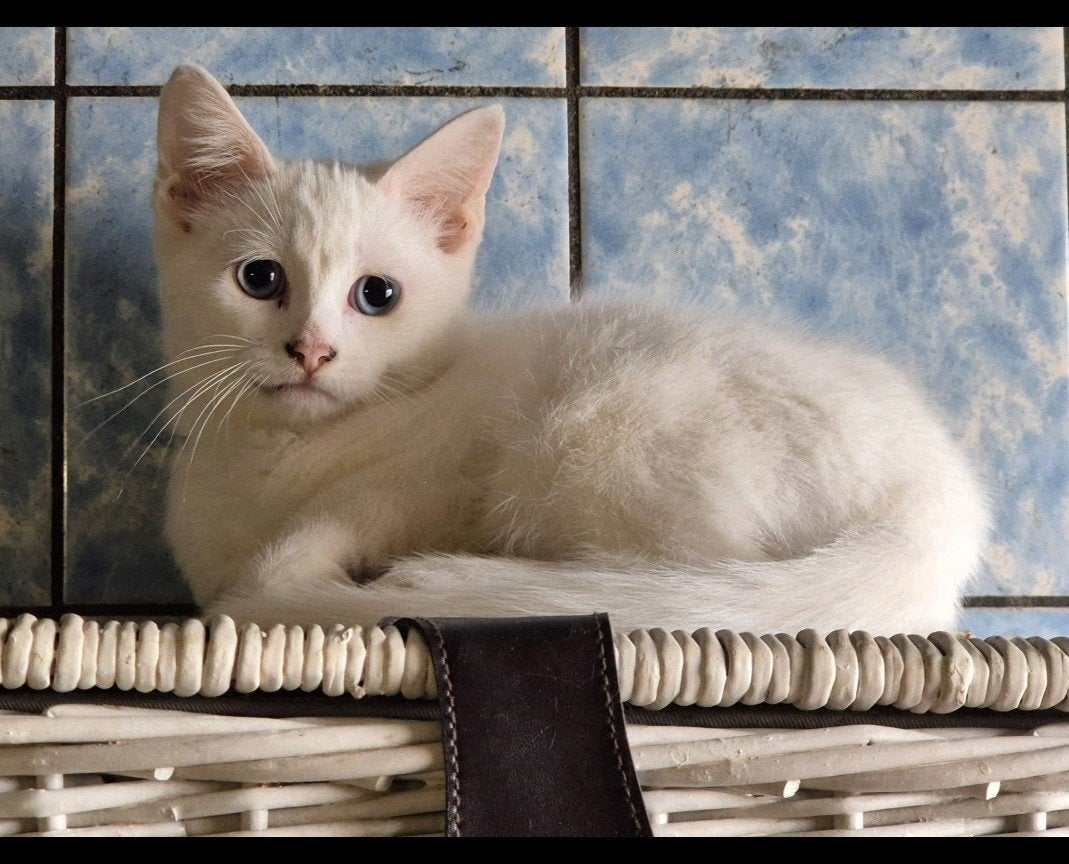 Witte poes met blauwe ogen, Poes, Kortharig, 0 tot 2 jaar