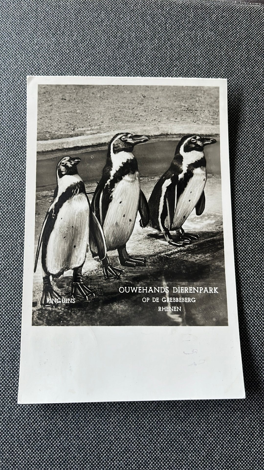 Pinguins ouwehands dierenpark Rhenen, Ophalen of Verzenden, 1960 tot 1980, Gelopen, Vogel