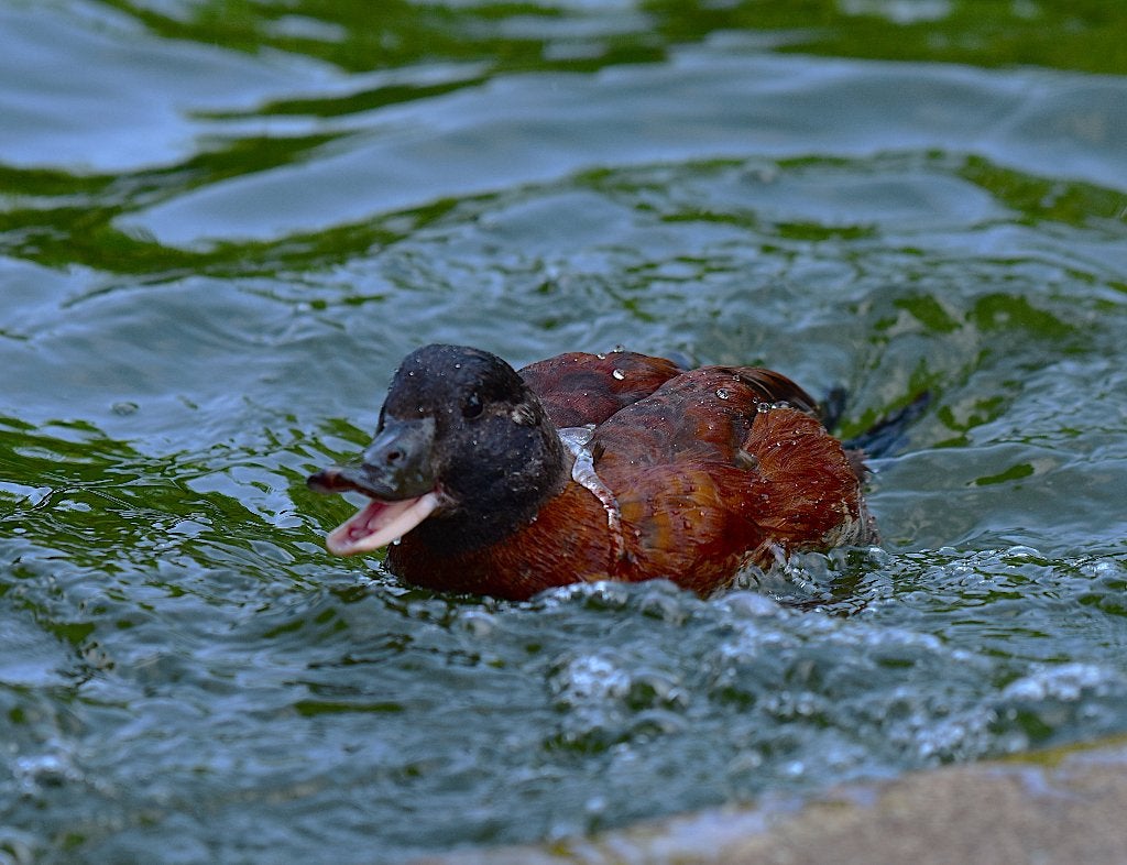 argentijnse ruddy duck, Dieren en Toebehoren, Mannelijk, Eend