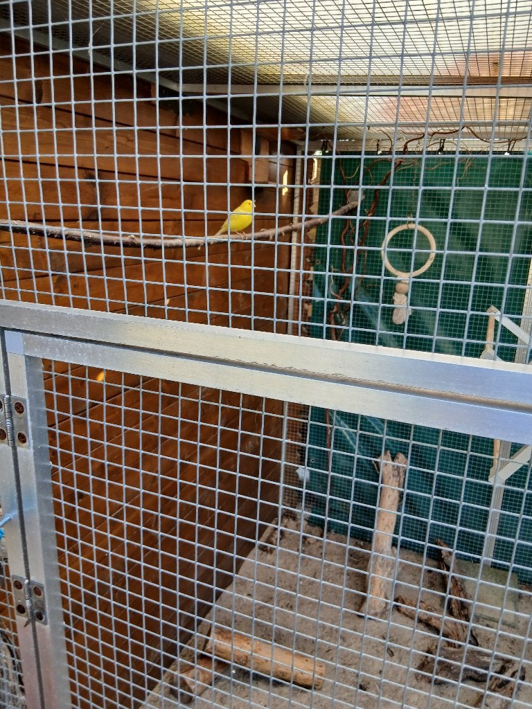 Kanarie, Dieren en Toebehoren, Mannelijk, Kleurkanarie