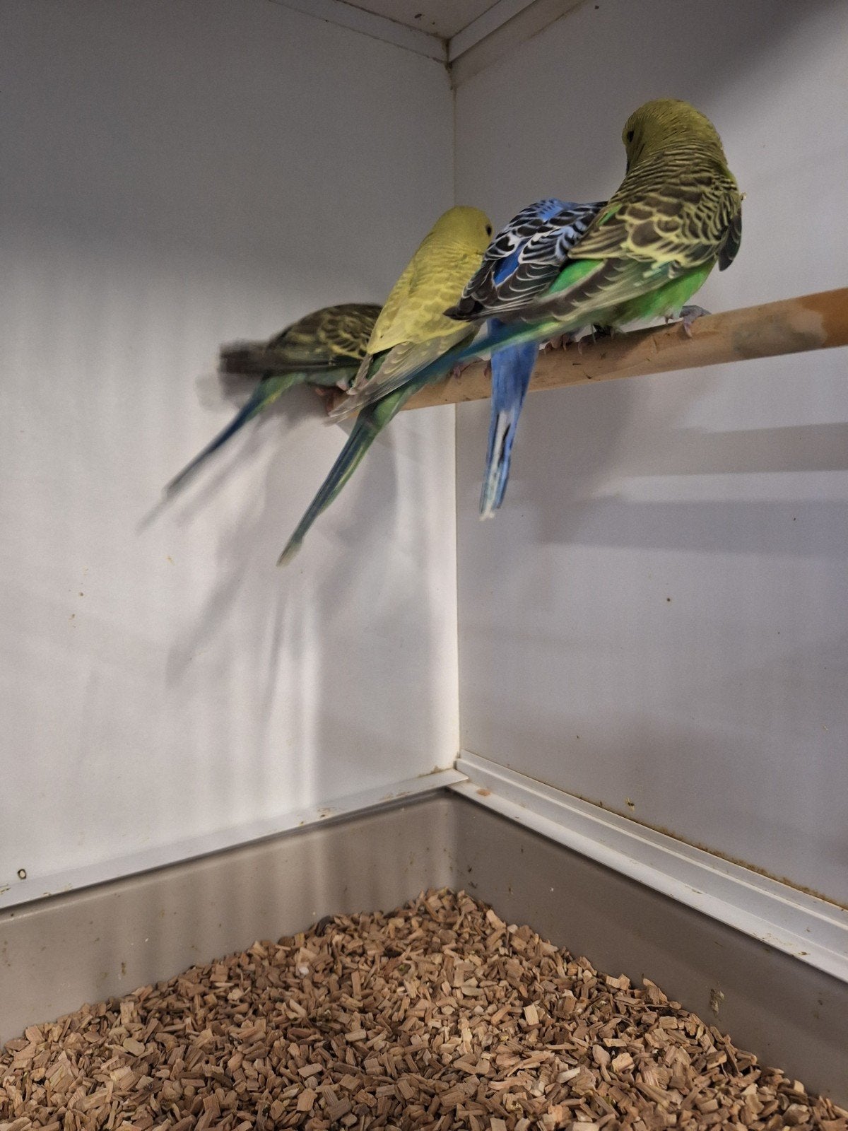 Tekoop jong grasparkiet tekoop 6 stuks, Dieren en Toebehoren, Vogels | Parkieten en Papegaaien, Mannelijk, Parkiet