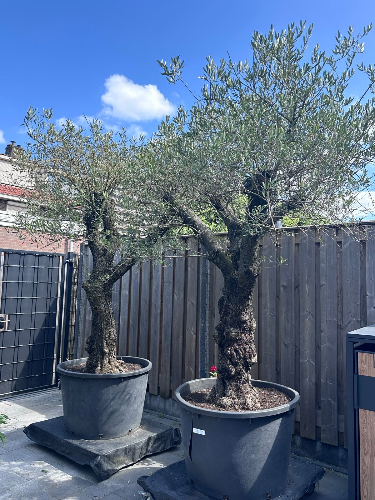Twee prachtige olijfbomen voor uw tuin of terras, Tuin en Terras, Planten | Tuinplanten, Ophalen, Volle zon