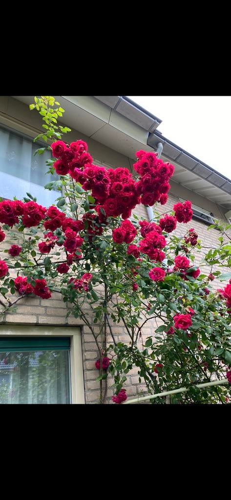 Klimroos rozen rood roos tuinplanten  tuin decoratei, Tuin en Terras, Planten | Tuinplanten, Ophalen of Verzenden, Overige soorten