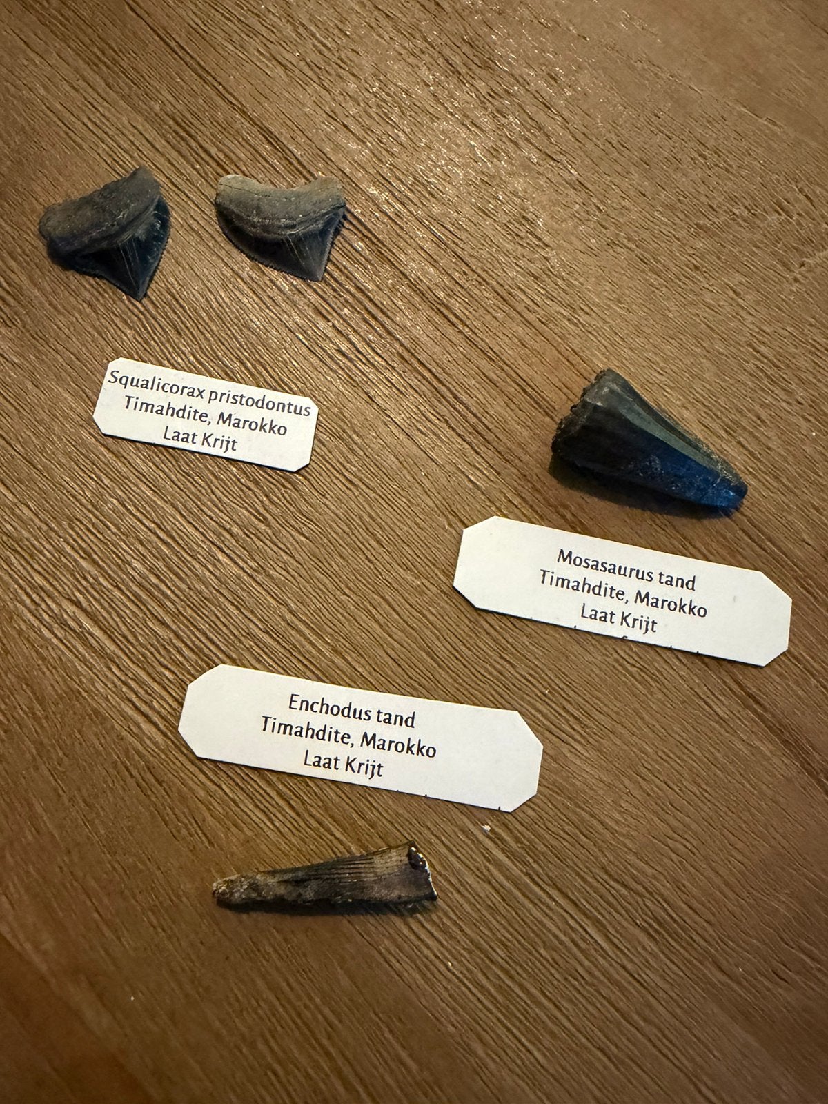 Lotje timahdite, Verzamelen, Ophalen of Verzenden, Fossiel