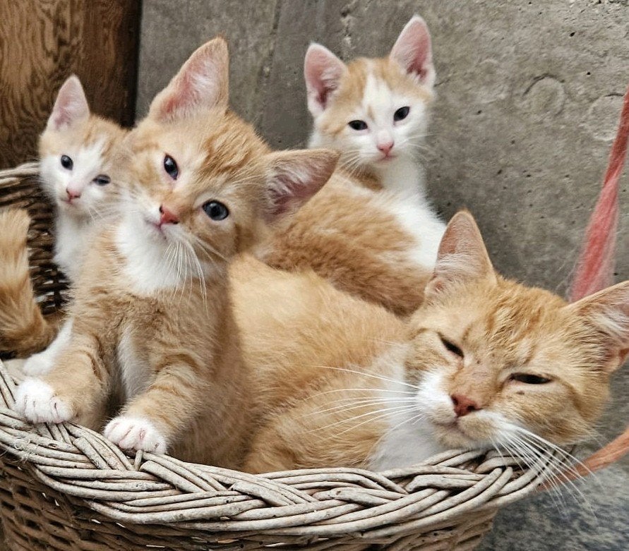 Lieve rode kittens, Dieren en Toebehoren, Katten en Kittens | Overige Katten, Meerdere dieren