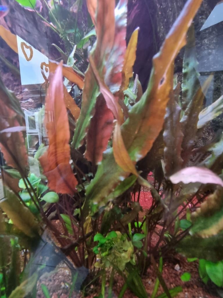Aquarium planten stekken ruilen, ook zwaarddragers oranje, Dieren en Toebehoren, Vis, Zoetwatervis