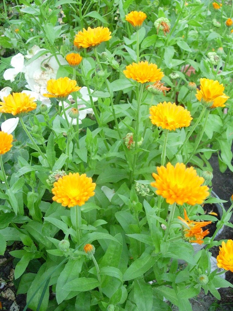 goudsbloem, Ophalen, Overige soorten, Volle zon