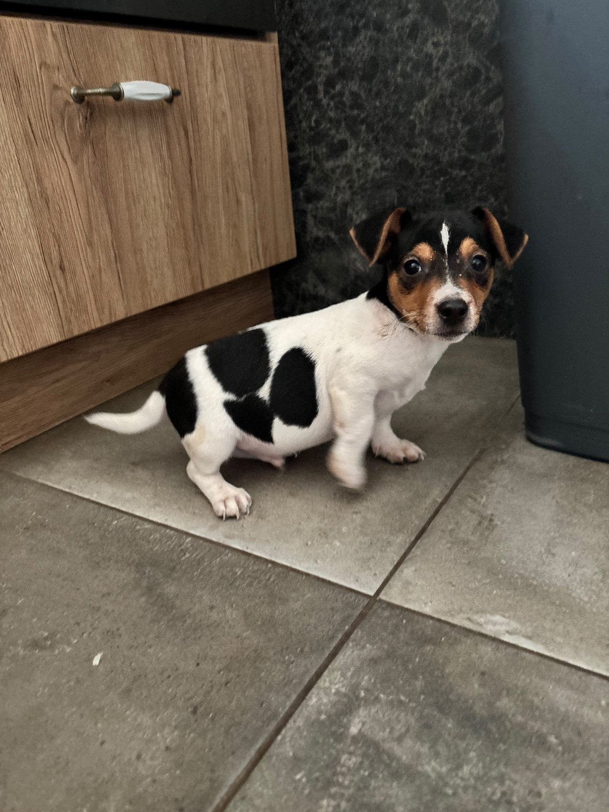 Te koop Jack Russell pups, Jack Russell Terriër, 8 tot 15 weken, Meerdere, Meerdere dieren