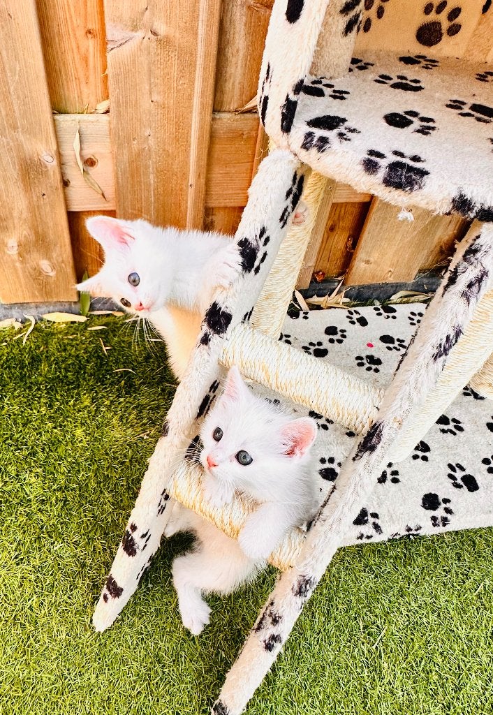 2 witte kittens over van een nestje van 4, Kater, Langharig, 0 tot 2 jaar