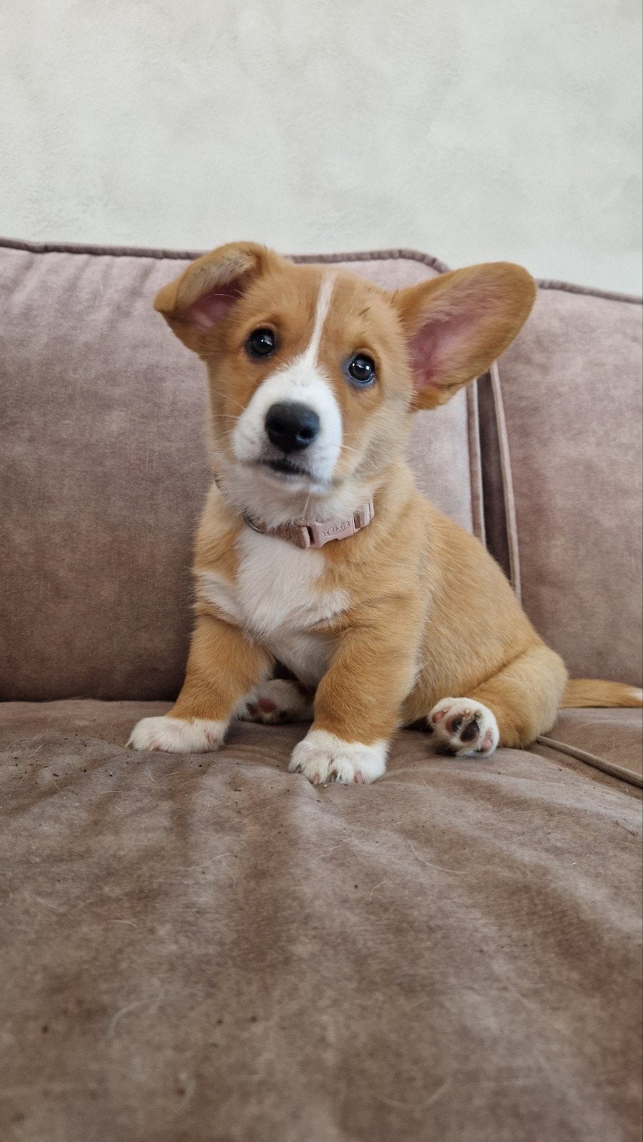 Prachtige Welsh Corgi Cardigan pup (teef) met stamboom, Nederland, HCC (leverziekte), 8 tot 15 weken, Meerdere