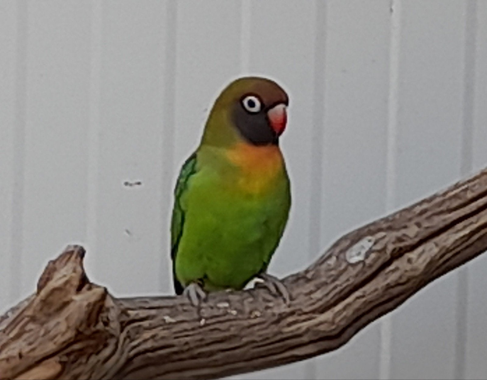 agapornis nigrigenis