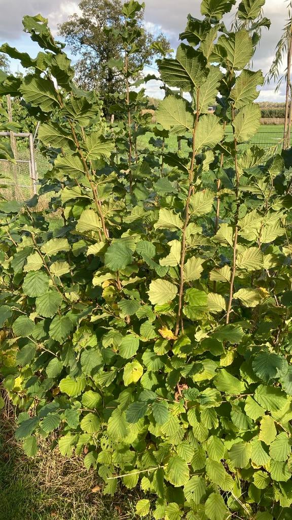 Biologische Hazelaar - 1.5 tot 2.5m hoog - Zelf uitzoeken, Tuin en Terras, Planten | Bomen, Overige soorten, Lente, 100 tot 250 cm