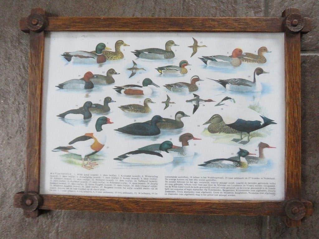 oude ingelijste schoolplaat watervogels, Antiek en Kunst, Antiek | Schoolplaten, Ophalen of Verzenden, Natuur en Biologie