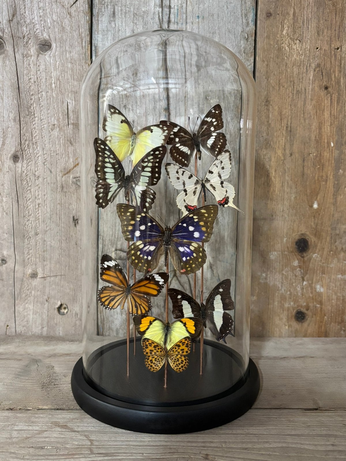 Mooie stolp met assorti vlinders! (9 vlinders), Ophalen of Verzenden, Nieuw, Insect, Opgezet dier