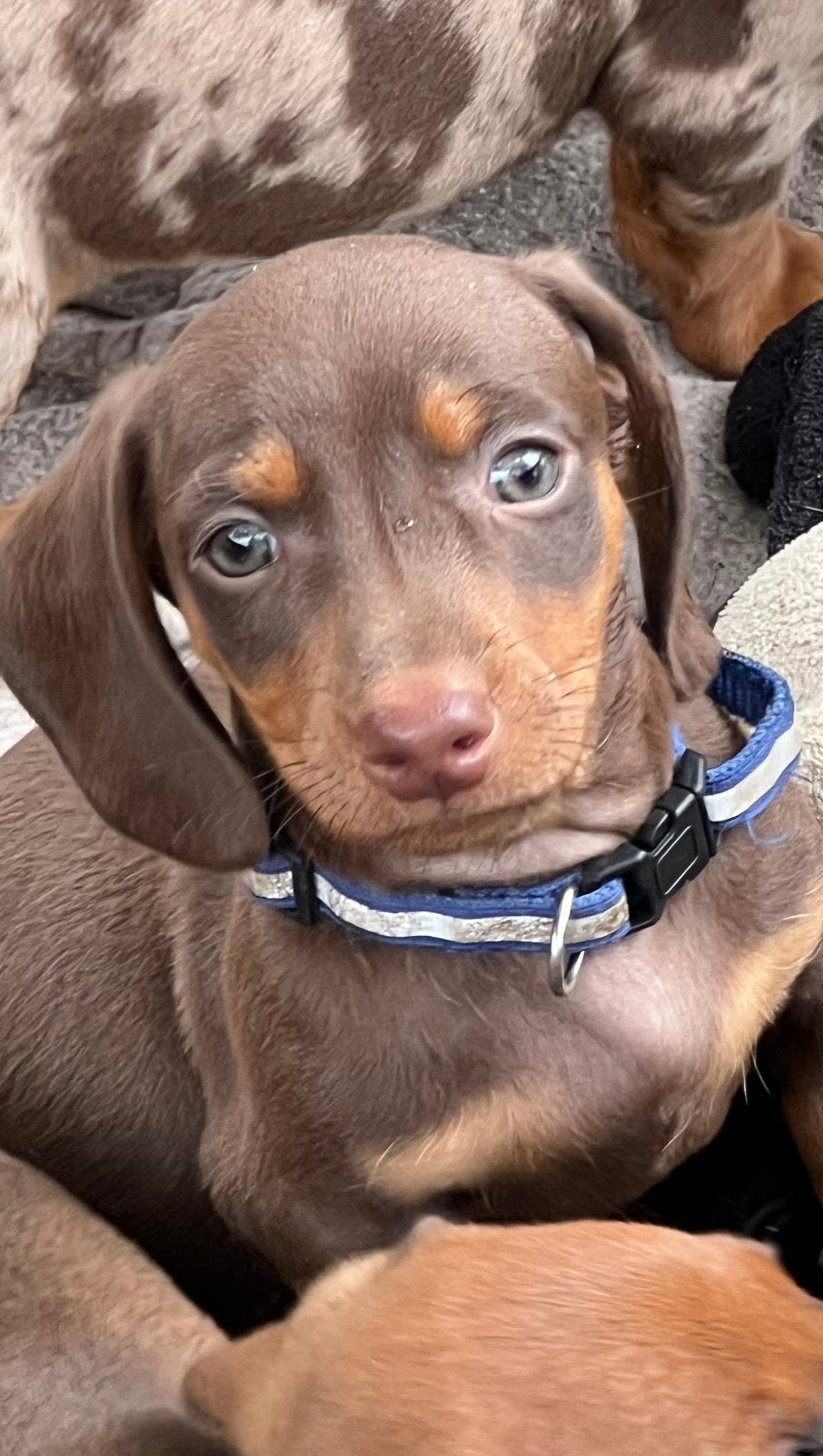 Knuffelige dwerg teckel pups, Dieren en Toebehoren, Honden | Teckels en Dashonden, Parvo, 8 tot 15 weken, Korthaar, Dwerg