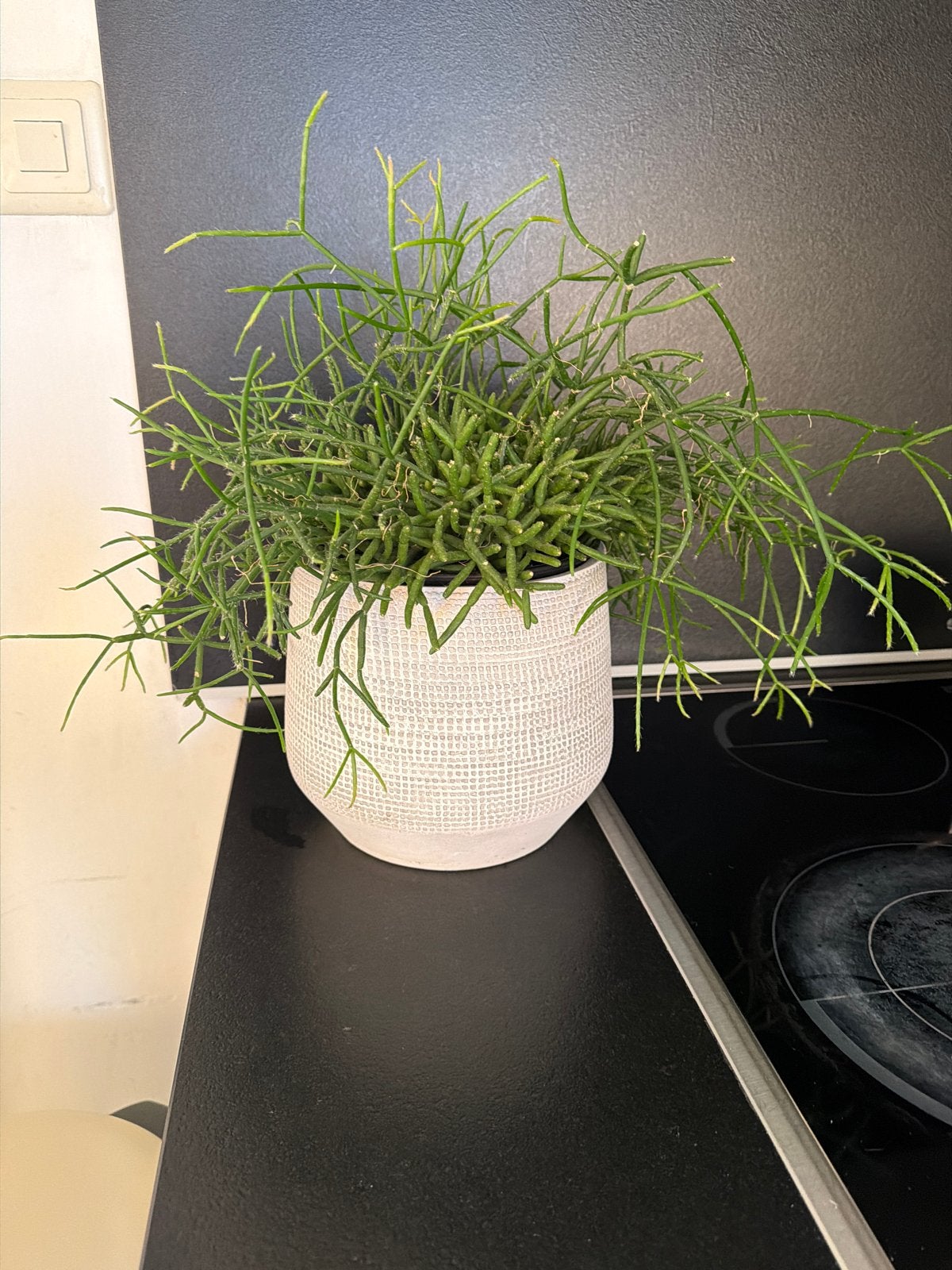 Rhipsalis in pot - Groene kamerplant, Huis en Inrichting, Kamerplanten, Minder dan 100 cm, Groene kamerplant, Halfschaduw, Ophalen of Verzenden