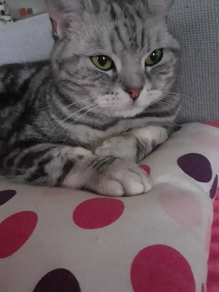 Herplaatsing britse korthaar, Dieren en Toebehoren, Katten en Kittens | Raskatten | Korthaar, Kater, 6 jaar of ouder, Met stamboom