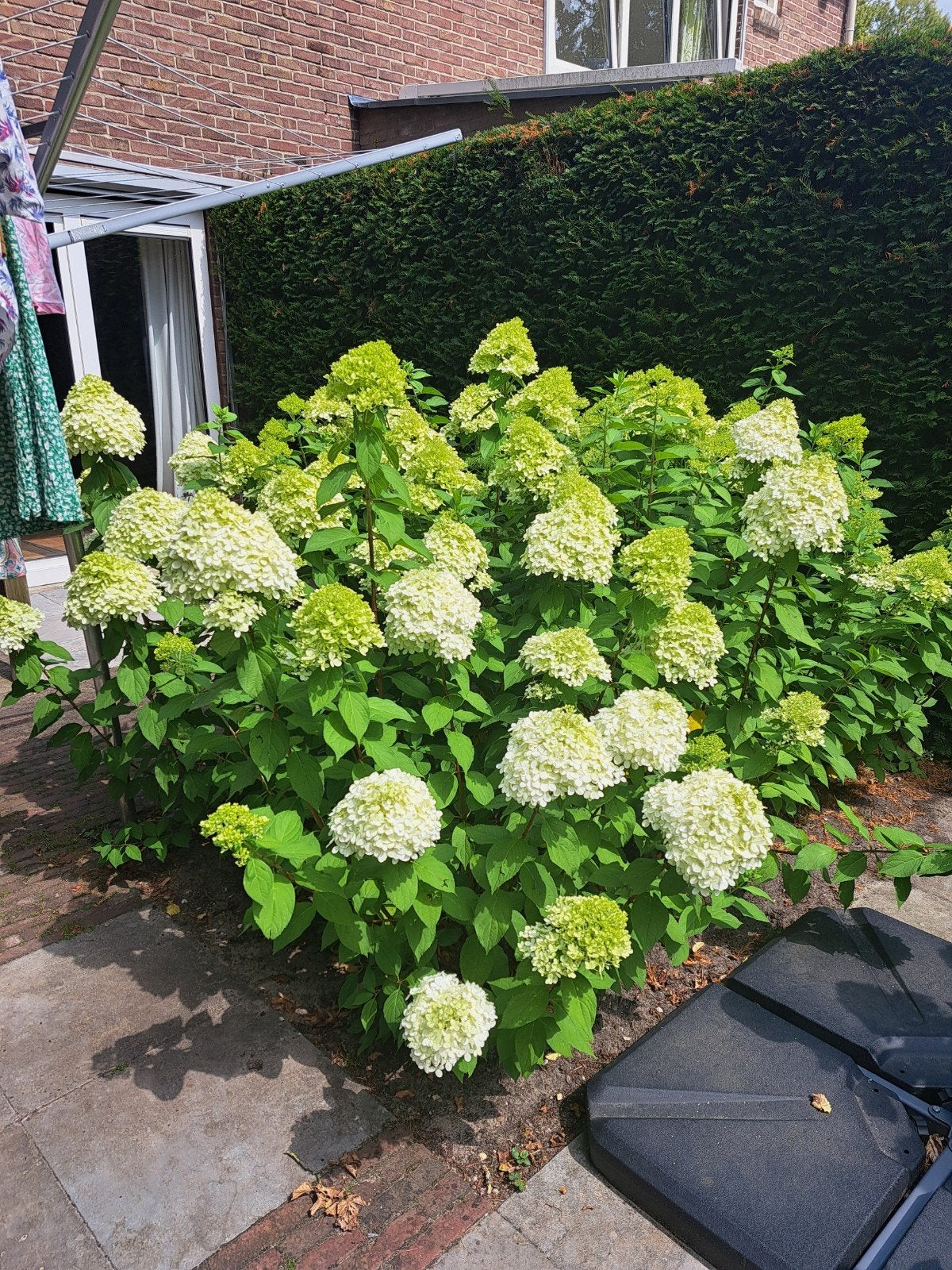 Pluim hortensia wit, Tuin en Terras, Ophalen, Overige soorten, Minder dan 100 cm