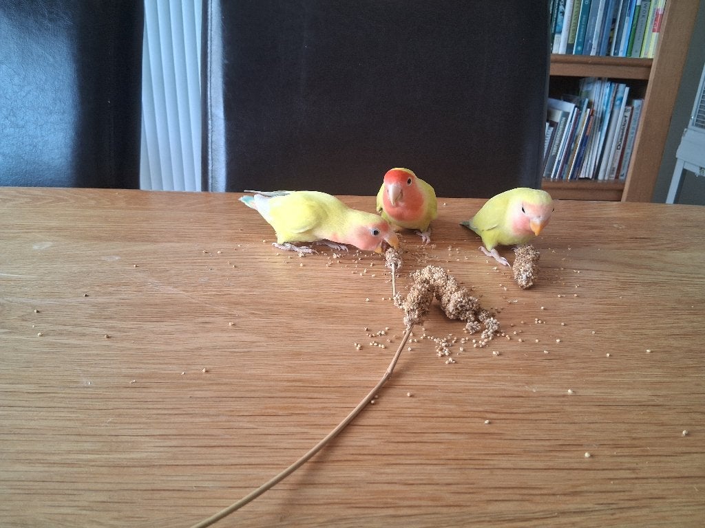 Agapornis roseicollis, Meerdere dieren, Dwergpapegaai of Agapornis