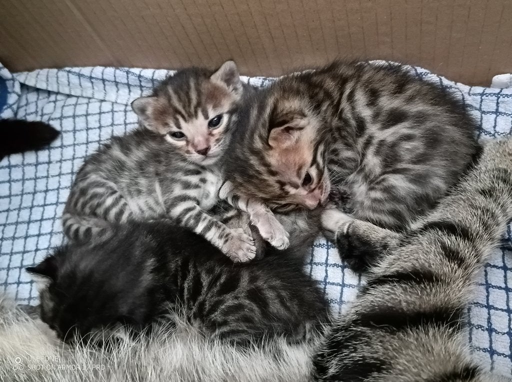 Kittens bengaal, Meerdere dieren, Ingeënt, 0 tot 2 jaar