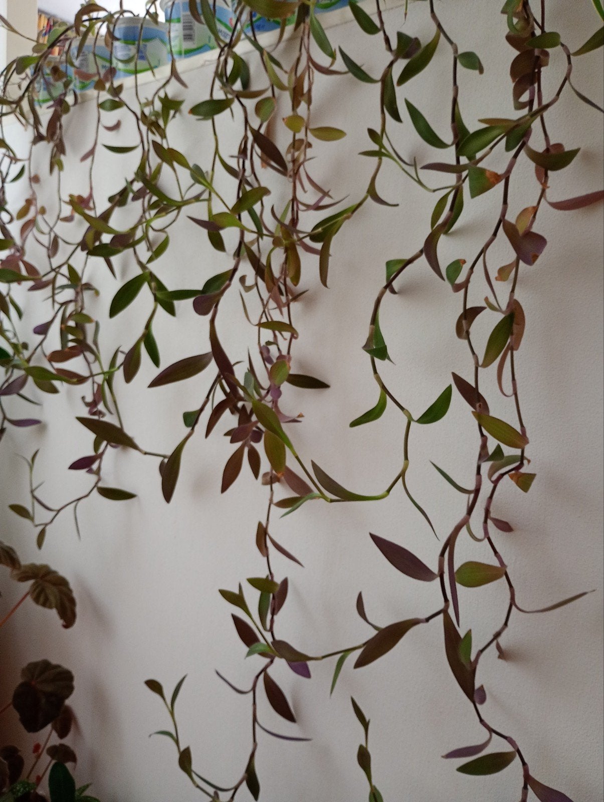 Tradescantia Pallida hangplant/paars fluweelachtige bladeren, Ophalen of Verzenden, Overige soorten, Volle zon, 100 tot 150 cm