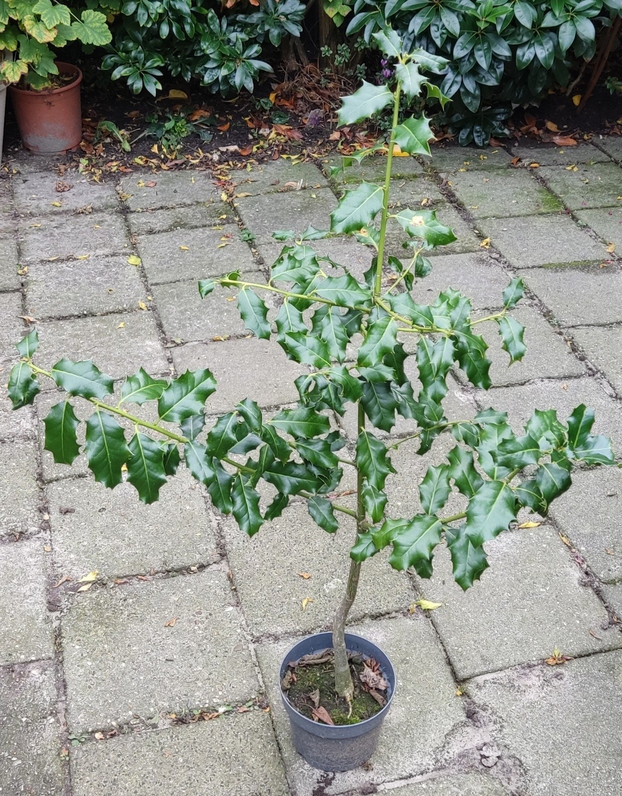 Hulst (Ilex aquifolium) - 90 cm hoog, Vaste plant, Bloeit niet, Halfschaduw, Ophalen