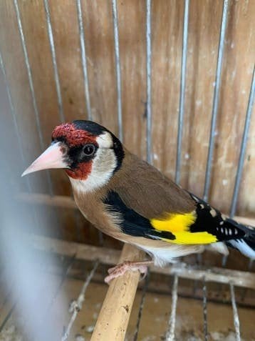 Koppel parva Putters,, Dieren en Toebehoren, Meerdere dieren, Wildzangvogel