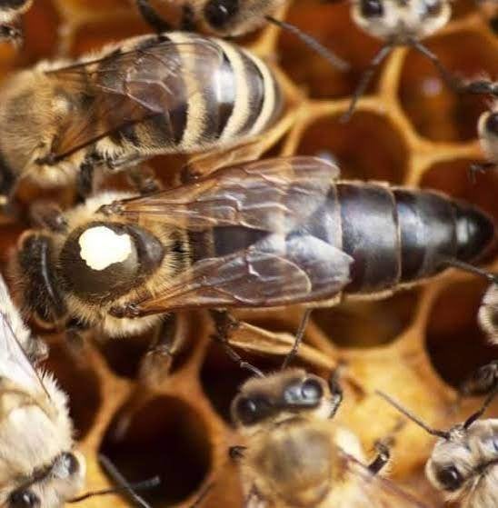 Carnica F1 onbevruchte koningin 2026, Dieren en Toebehoren, Insecten en Spinnen, Bijen