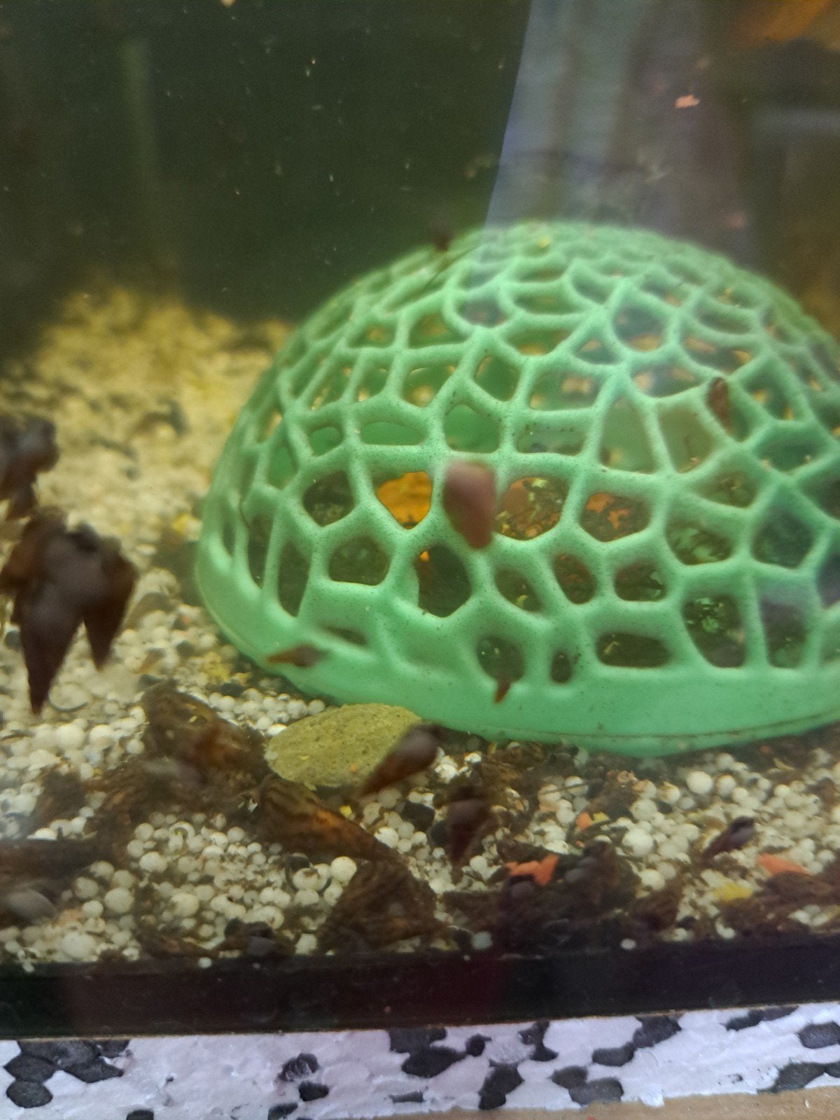 torenslakken, Dieren en Toebehoren, Vissen | Aquariumvissen, Vis