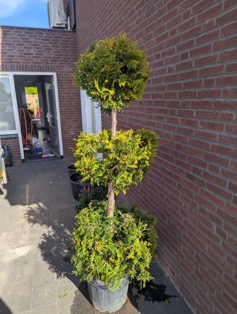 Conifeer Tuja Brabant 175 cm - Vormsnoei, Volle zon, Vaste plant, Bloeit niet, Ophalen
