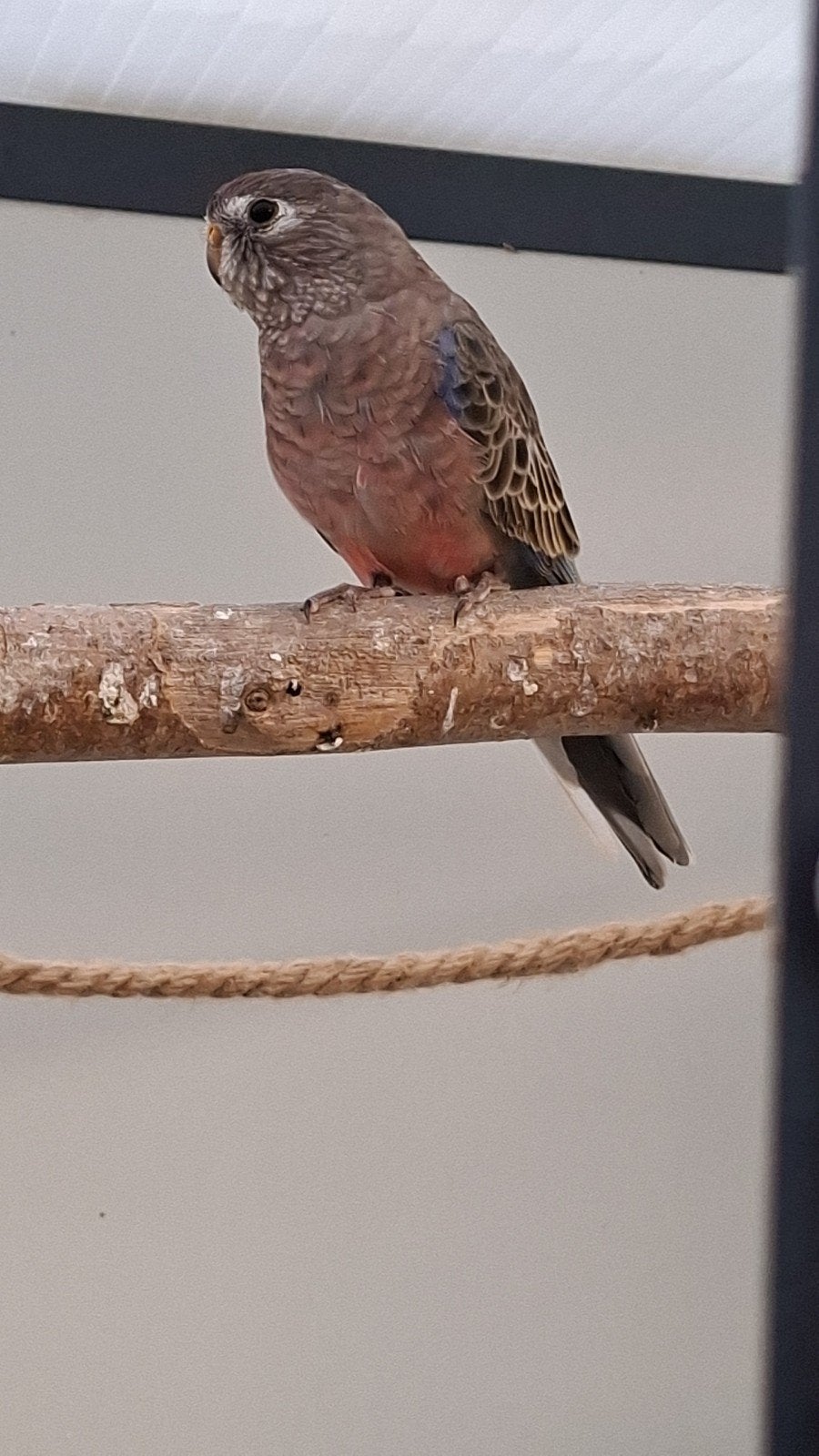 bourke parkieten, Meerdere dieren, Parkiet