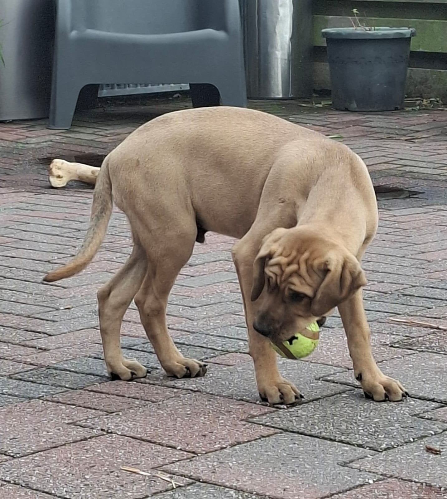 mooie gezonde pups te koop unieke combinatie, Dieren en Toebehoren, Meerdere, Nederland, Particulier, CDV (hondenziekte)