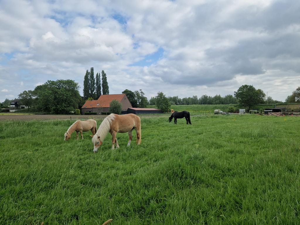 24/7 buiten stalling op paddock + evt. weidegang, Weidegang, 1 paard of pony