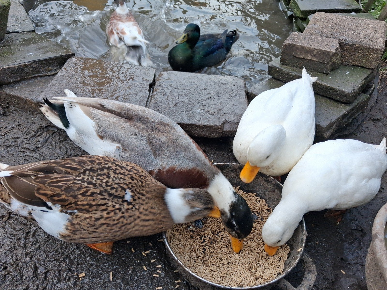 2 koppels hollandse kwakers te koop., Dieren en Toebehoren, Meerdere dieren, Eend