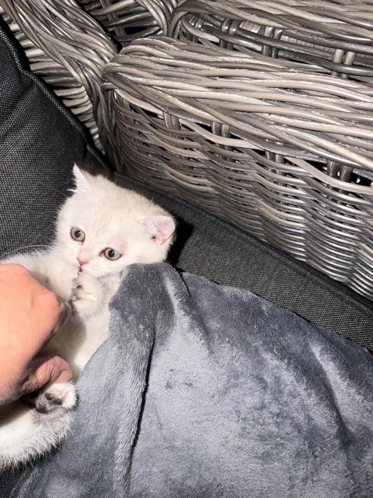 Britse korthaar kitten, Dieren en Toebehoren, Katten en Kittens | Raskatten | Korthaar, Kater, Ontwormd